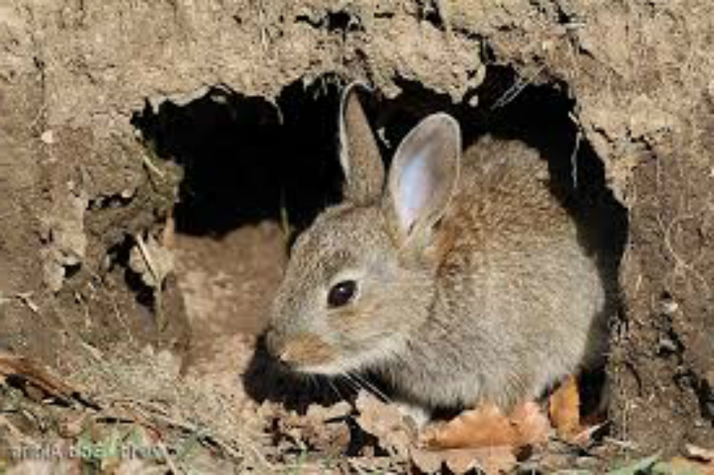 lubang kelinci