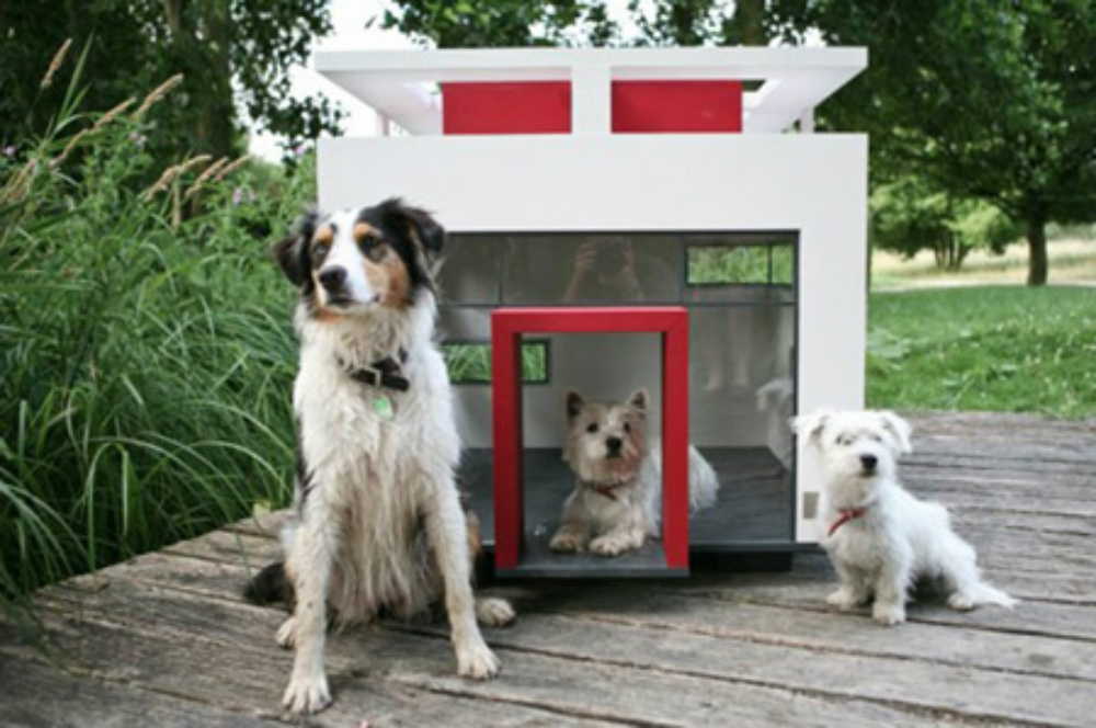 modern dog house